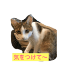 猫のたまご（個別スタンプ：15）