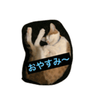 猫のたまご（個別スタンプ：16）