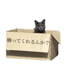 ココ時々こはく（個別スタンプ：5）