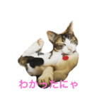 猫のきのちゃんスタンプ（個別スタンプ：1）