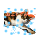 猫のきのちゃんスタンプ（個別スタンプ：2）