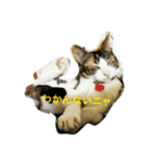 猫のきのちゃんスタンプ（個別スタンプ：3）