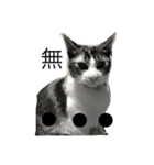 猫のきのちゃんスタンプ（個別スタンプ：5）