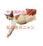 猫のきのちゃんスタンプ（個別スタンプ：6）