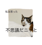 猫のきのちゃんスタンプ（個別スタンプ：7）