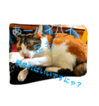 猫のきのちゃんスタンプ（個別スタンプ：8）
