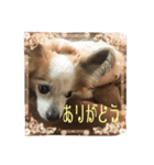 パピヨン ムギとアン2（個別スタンプ：1）