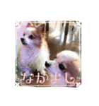 パピヨン ムギとアン2（個別スタンプ：9）