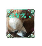 パピヨン ムギとアン2（個別スタンプ：13）