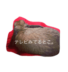 気まぐれ うさ子のぷーちゃん（個別スタンプ：11）