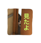 CAT Kuru stamp（個別スタンプ：2）