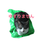 CAT Kuru stamp（個別スタンプ：5）