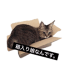 ねこのみゅーちゃん（個別スタンプ：1）