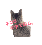 ねこのみゅーちゃん（個別スタンプ：3）