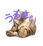 ねこのみゅーちゃん（個別スタンプ：4）