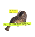 ねこのみゅーちゃん（個別スタンプ：7）