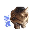ねこのみゅーちゃん（個別スタンプ：9）