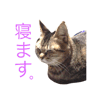 ねこのみゅーちゃん（個別スタンプ：11）