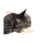 ねこのみゅーちゃん（個別スタンプ：13）