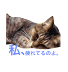 ねこのみゅーちゃん（個別スタンプ：15）