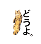 ねこのみゅーちゃん（個別スタンプ：16）