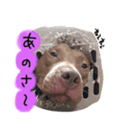 ピットブル そらロア（個別スタンプ：3）