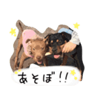 ピットブル そらロア（個別スタンプ：4）