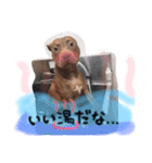 ピットブル そらロア（個別スタンプ：8）