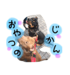 ピットブル そらロア（個別スタンプ：13）