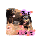 ピットブル そらロア（個別スタンプ：16）