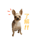 我が家のももちゃん（個別スタンプ：2）