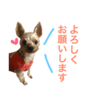 我が家のももちゃん（個別スタンプ：3）