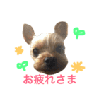 我が家のももちゃん（個別スタンプ：5）