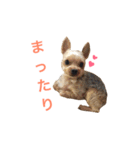 我が家のももちゃん（個別スタンプ：6）