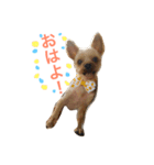 我が家のももちゃん（個別スタンプ：9）
