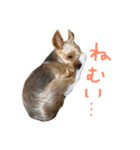 我が家のももちゃん（個別スタンプ：13）