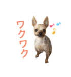 我が家のももちゃん（個別スタンプ：15）