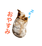 我が家のももちゃん（個別スタンプ：16）