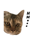 Hello！ I'm Mochi（個別スタンプ：1）