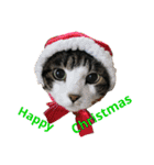 うちの猫 猫（個別スタンプ：2）