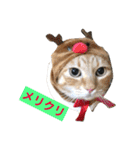 うちの猫 猫（個別スタンプ：3）