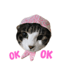 うちの猫 猫（個別スタンプ：6）
