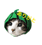 うちの猫 猫（個別スタンプ：8）