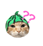 うちの猫 猫（個別スタンプ：9）