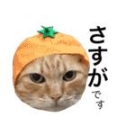 うちの猫 猫（個別スタンプ：10）