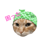 うちの猫 猫（個別スタンプ：11）