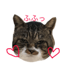 うちの猫 猫（個別スタンプ：14）