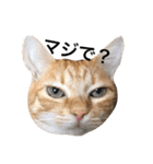 うちの猫 猫（個別スタンプ：15）