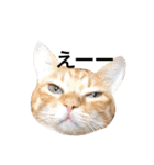 うちの猫 猫（個別スタンプ：16）
