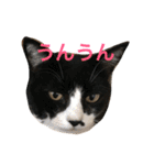 うちの猫 猫（個別スタンプ：19）